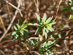 Euphorbia spinosa