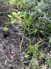 Eragrostis barrelieri