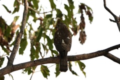 Accipiter badius