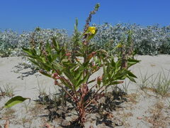 Oenothera stucchii