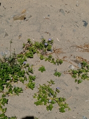 Nolana paradoxa