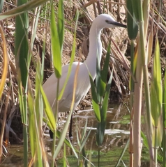 Egretta garzetta