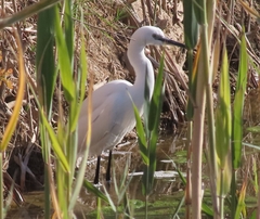 Egretta garzetta