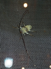 Oncideres chevrolatii