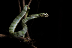 Trimeresurus sumatranus