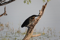 Ixobrychus flavicollis