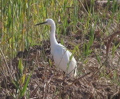 Egretta garzetta