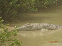 Crocodylus suchus