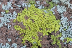 Acarosporaceae