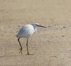 Egretta garzetta