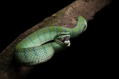 Tropidolaemus subannulatus
