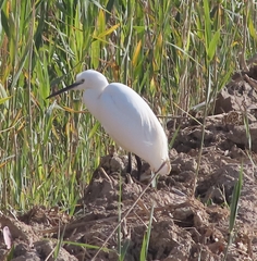 Egretta garzetta
