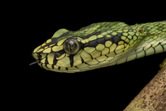 Trimeresurus sumatranus