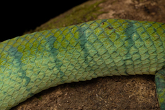 Tropidolaemus subannulatus