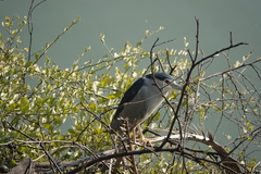 Nycticorax nycticorax