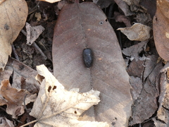Capreolus capreolus