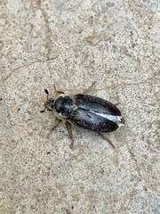 Dermestes frischii