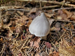 Tricholoma virgatum