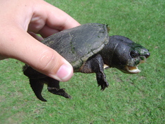 Sternotherus minor