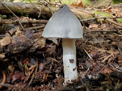 Tricholoma virgatum