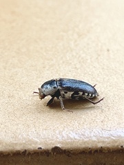 Dermestes frischii
