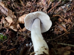 Tricholoma virgatum