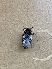 Dermestes frischii