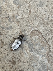 Dermestes frischii