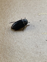 Dermestes frischii