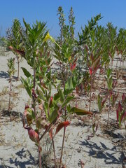 Oenothera stucchii
