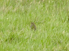 Anthus pratensis