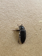 Dermestes frischii
