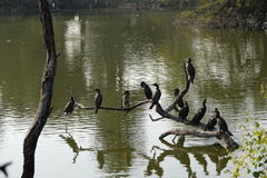 Phalacrocorax fuscicollis