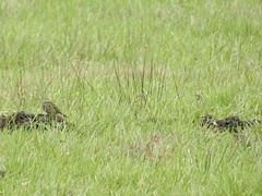 Anthus pratensis
