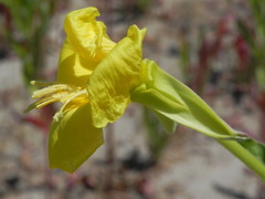 Oenothera stucchii