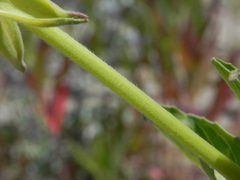 Oenothera stucchii