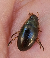 Tropisternus lateralis