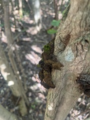 Phylloporia