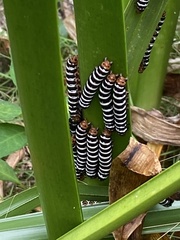 Xanthopastis regnatrix
