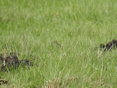 Anthus pratensis