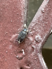 Dermestes frischii