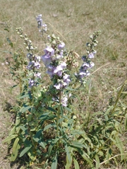 Angelonia integerrima