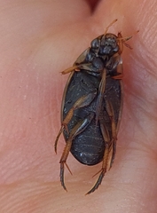 Tropisternus lateralis