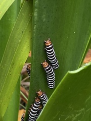 Xanthopastis regnatrix