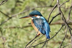 Alcedo atthis
