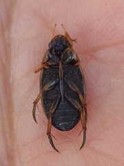 Tropisternus lateralis