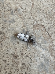 Dermestes frischii