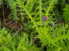Cirsium rivulare