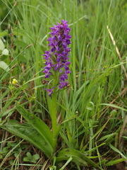 Dactylorhiza majalis