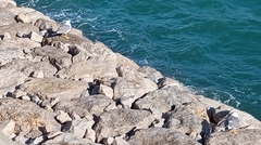 Larus michahellis